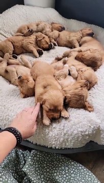 Adorable Golden Puppies Nap Together