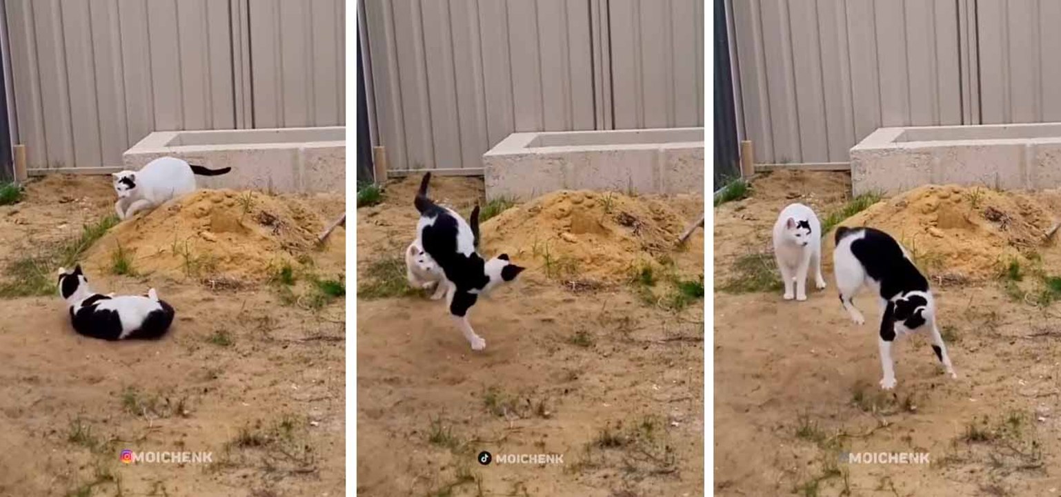 Lustiges Video: Wenn Katzen olympische Gymnastik betreiben würden, wären sie unschlagbar