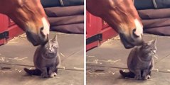 Süßes Video: Pferd und Katze sind beste Freunde