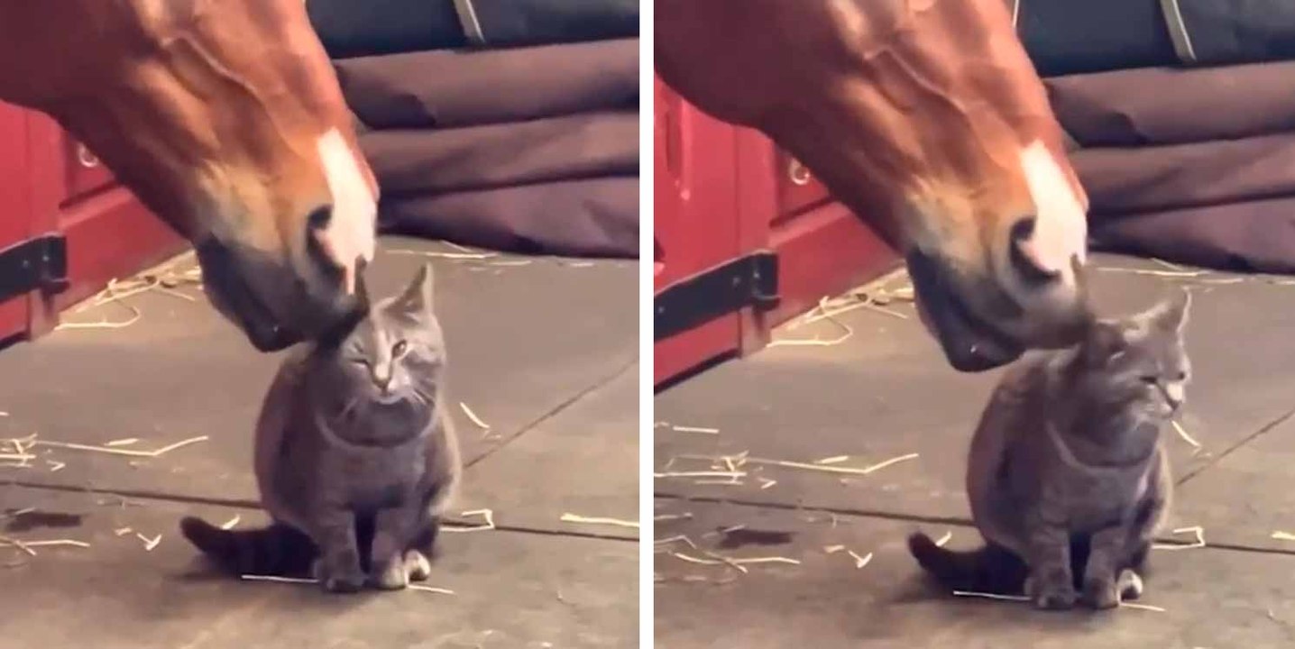 Süßes Video: Pferd und Katze sind beste Freunde