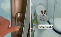 Video: Zurückhaltender Hund wird von Mensch überrascht und bittet um Diskretion beim Benutzen des Badezimmers