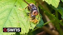 Killer Asian hornets could become more aggressive as the British invasion ramps up