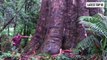 TOP 10 BIGGEST TREES ON EARTH _ Giants of Nature_ The Biggest Trees in the World _