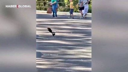 Saksağan yılanı canından bezdirdi!