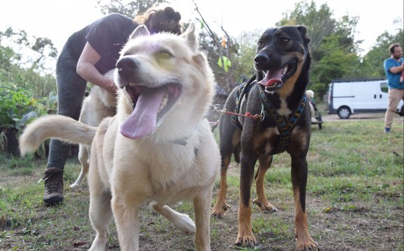 Une balade en chiens de traineaux dans le Perche