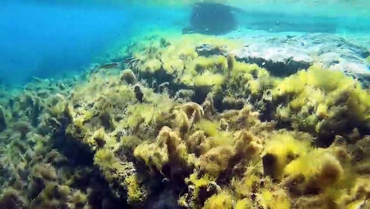 Kurz erklärt: Das UN-Abkommen zum Schutz der Hochsee