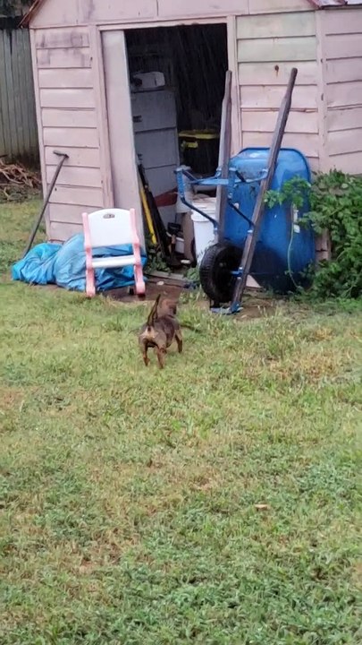 Clever Doggo Figures Out How to Get His Stick T...