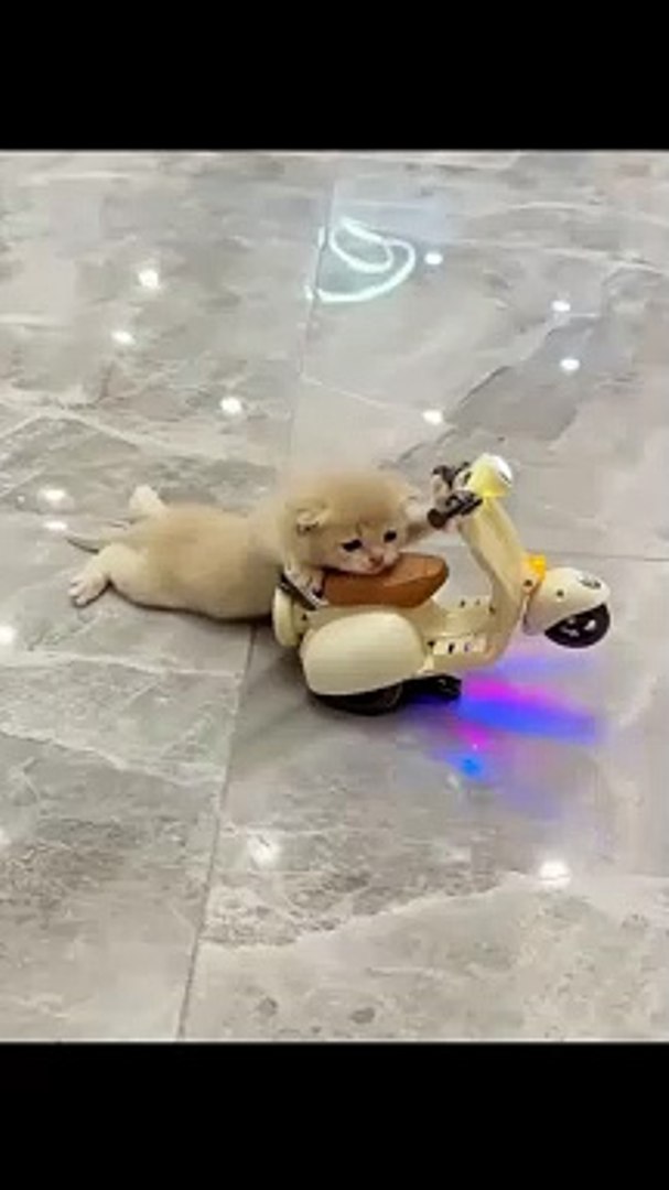 Animals Funny Moments | Animals Funny Compilation | Funny Animals #animal #cats #satisfyingvideos