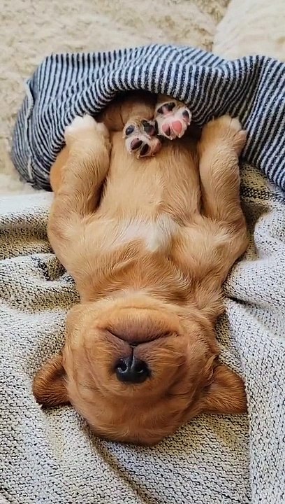 Golden Retriever Puppy Sleeps Soundly