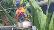 Stunning parrot can't hide her love for bathing... even on a 'CRAZY COLD' day