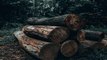 Países de América Latina preocupados por restricción de Unión Europea a productos agrícolas provenientes de zonas deforestadas