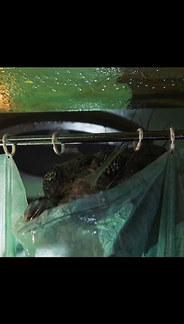 action Movies action scene trailer 2024