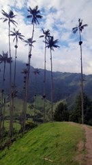 Cocora Valley, Colombia ! Tallest palm trees in the world !