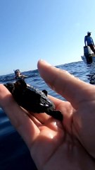 Le jour où j'ai rencontré un bébé tortue au Mexique ! 