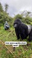 A gorilla doing its famous chest beat