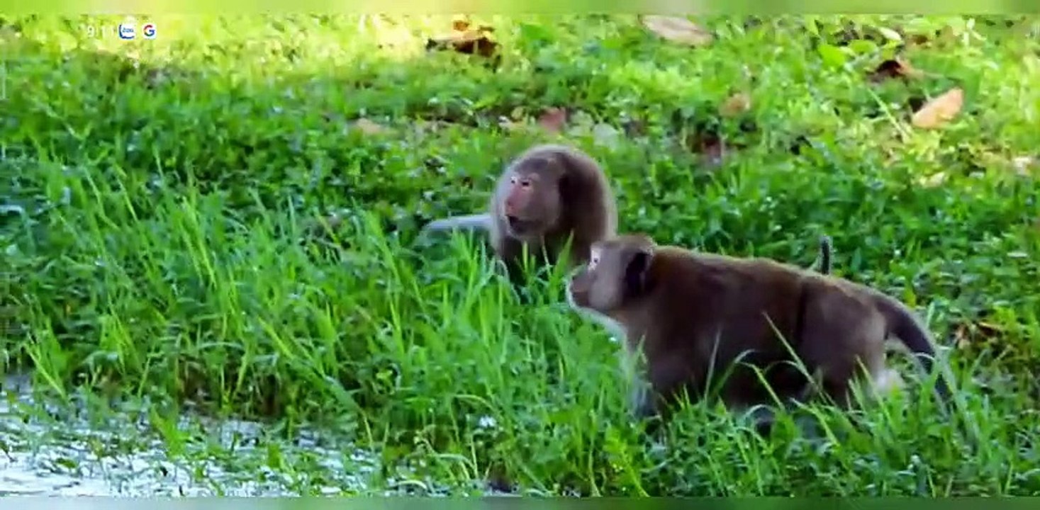 (Tổng hợp).  The battle of male monkeys among the monkeys during the mating season