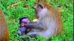 (Tổng hợp) .Những chú khỉ con không được khỉ mẹ che chở & bảo vệ. Monkeys A04