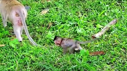 P12-Summary of the animation of the young Lizza monkey in the fight to survive with the herds