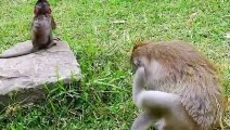 P13-Summary of the animation of the young Lizza monkey in the fight to survive with the herds