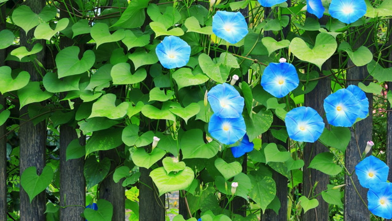 Are Morning Glories Perennial Plants That Can Survive Winter?