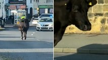 Cow on the loose brings rush hour traffic to standstill in Sheffield