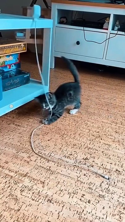crazy cat