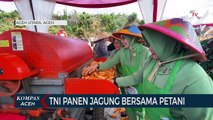 TNI Kodam Iskandar Muda Panen 70 Ton Jagung Bersama Kelompok Tani