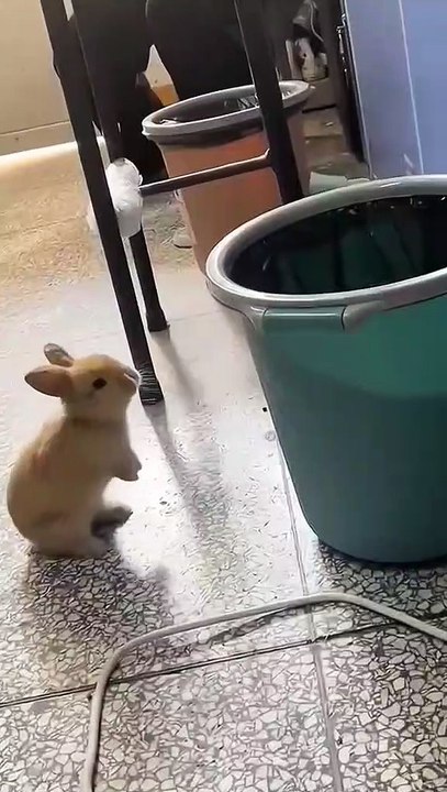 funny crazy cat #3
