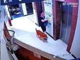 Ce chien passe tout prêt du drame dans un ascenseur