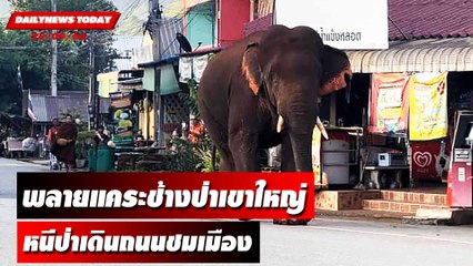 ระทึกพลายแคระช้างป่าเขาใหญ่หนีป่าเดินถนนชมเมือง | DAILYNEWSTODAY เดลินิวส์ 25/09/66