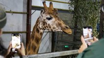 Endangered giraffe arrives at Scottish safari park for first time in decade