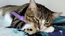 Close up of a Cat that Wears a Purple Bow (12)
