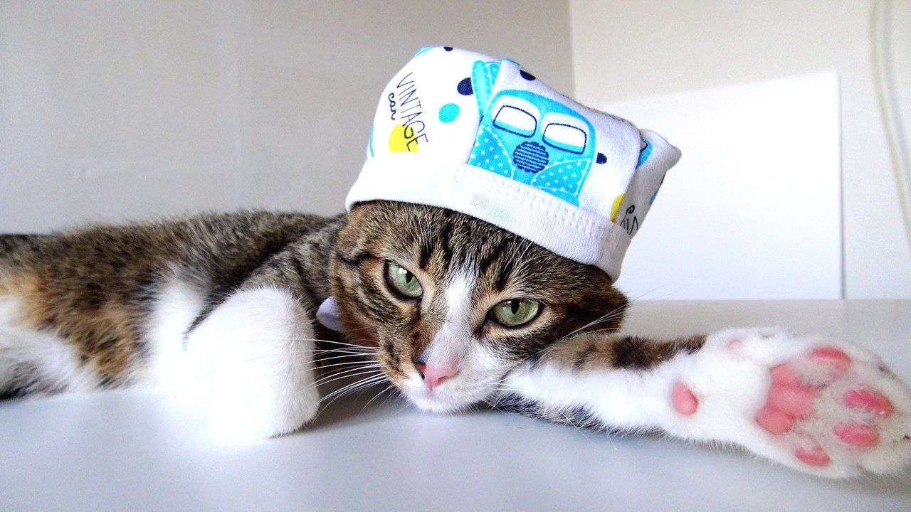 Doctor Cat Is in His Office (1)