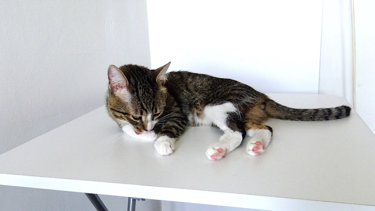 Cute Cat Hygiene (2)