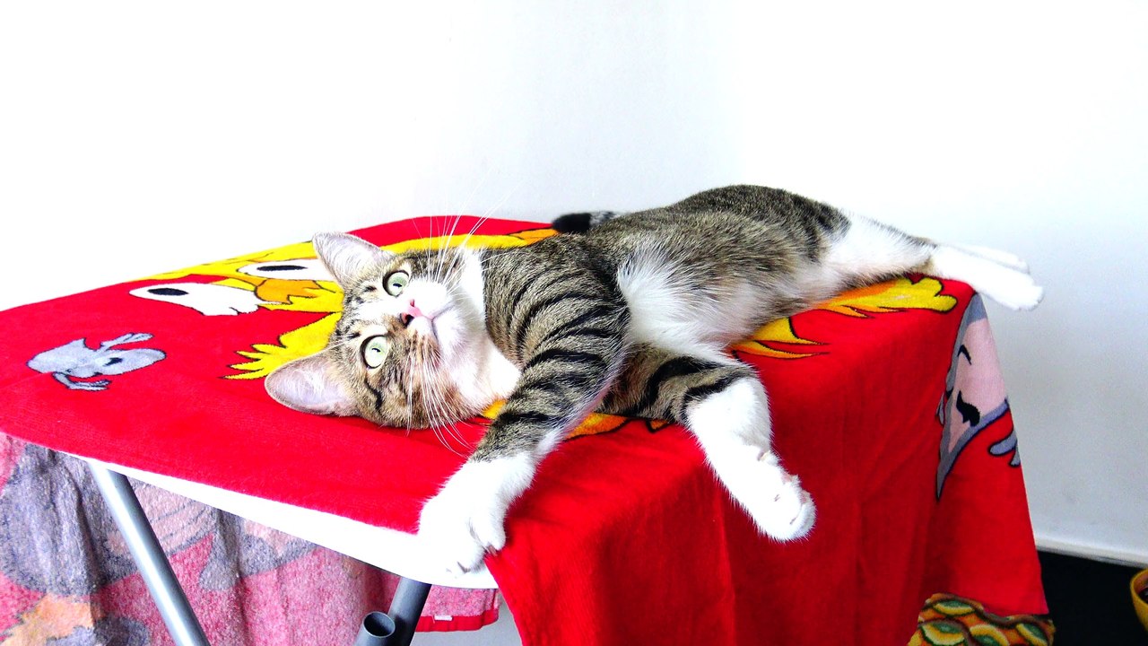 Little Cat Is Sleepy in the Morning (2)