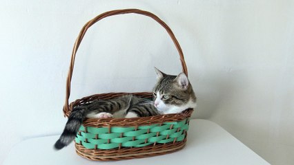 If It Fits, I Sits (2)