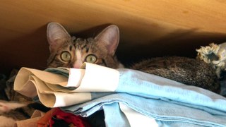 The Cat Hides in the Closet (2)