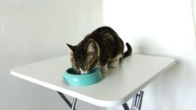 This Little Cat Is Hungry (1)