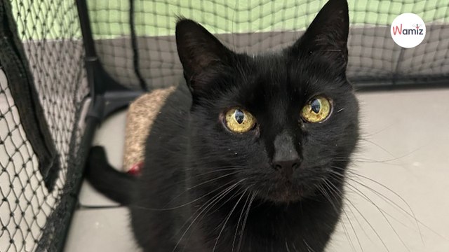 Après 2 ans de refuge, ce chat atteint d'une maladie rare a enfin trouvé une adoptante, avec un grand point en commun