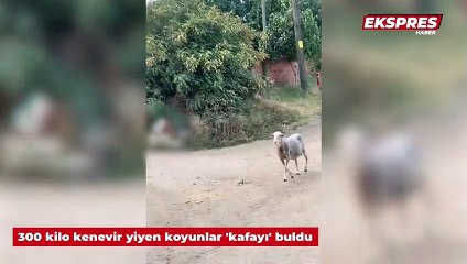 300 kilo kenevir yiyen koyunlar 'kafayı' buldu