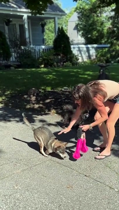Cão usa próteses e anda pela primeira vez na vida