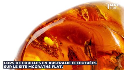 Un fossile d'araignée mygalomorphe de 15 millions d'années découvert lors d'une fouille (PHOTO)