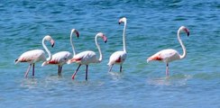 Kuraklık nedeniyle Burdur Gölü flamingolarla renklendi