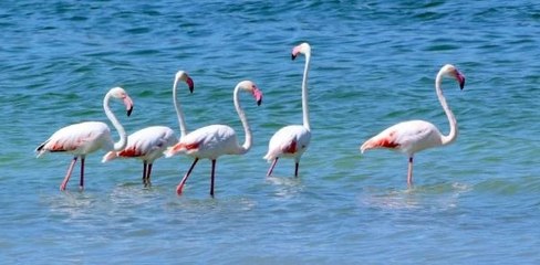 Kuraklık nedeniyle Burdur Gölü flamingolarla renklendi