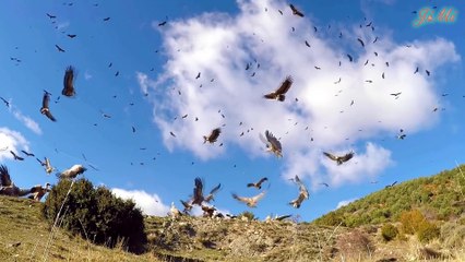 Đại Bàng Vàng - Sát Thủ Săn Mồi - Nhấc Bổng Dê Núi