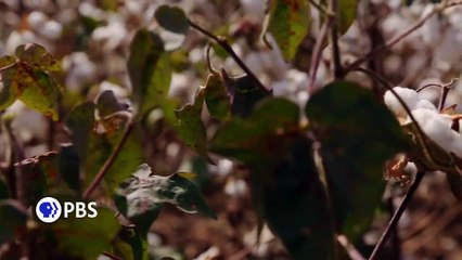 The Harvest: Integrating Mississippi's Schools Bande-annonce (EN)