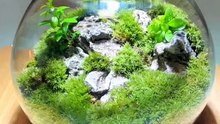 Moss Mini Landscape