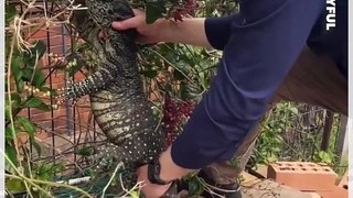 Giant Goanna Astonishes Snake Catchers During Removal From School Playground