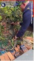 Giant Goanna Astonishes Snake Catchers During Removal From School Playground