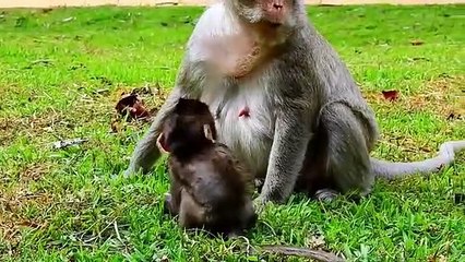 P11- Summary  of the animation of the young Lizza monkey in the fight to survive with the herds